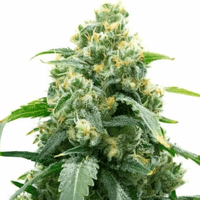 Big Bud | Feminisierte Cannabissamen