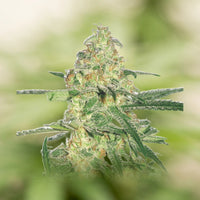 Power Plant
