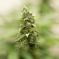 AK47