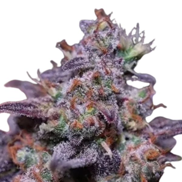 Blackberry Moonrocks | Feminisierte Cannabissamen