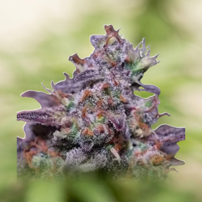 Blackberry Moonrocks