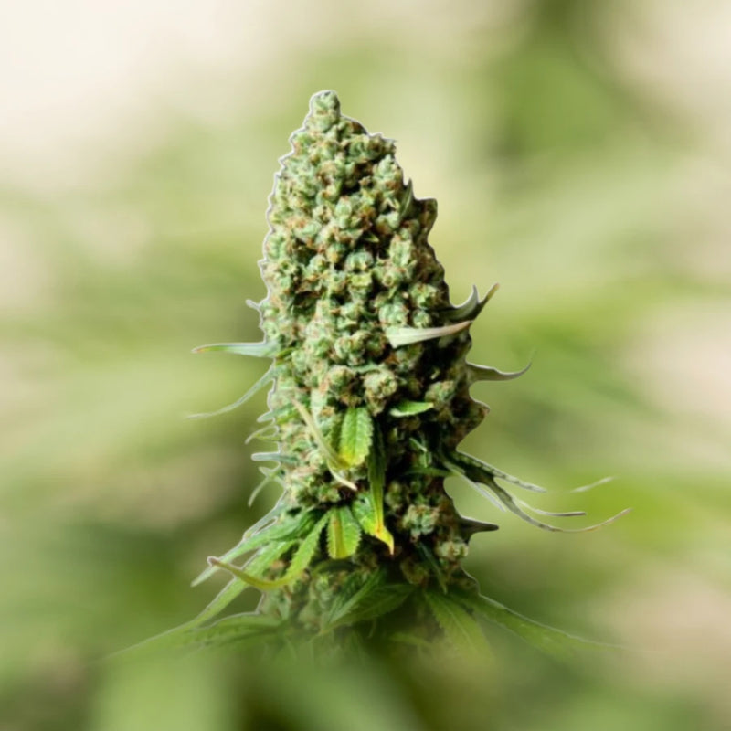 Super Skunk