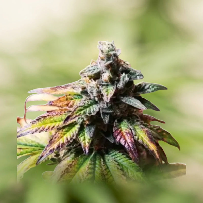 Gorilla Glue G4