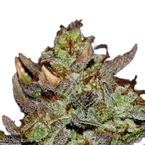 Girls Scout Cookies | Feminisierte Cannabissamen