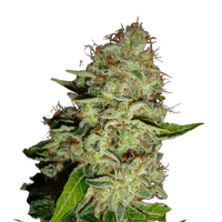 Mazar | Feminisierte Cannabissamen