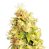 Orange Bud | Feminisierte Cannabissamen
