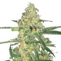 Power Plant | Feminisierte Cannabissamen