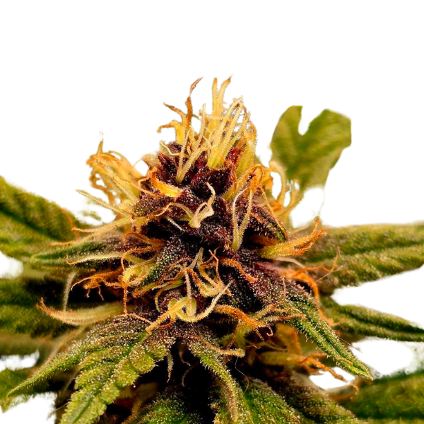 Purple Punch | Feminisierte Cannabissamen
