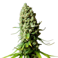 Super Skunk | Feminisierte Cannabissamen
