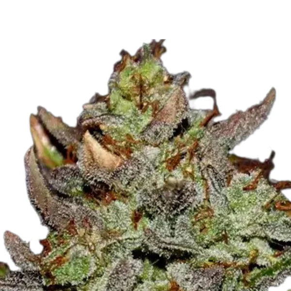Girl Scout