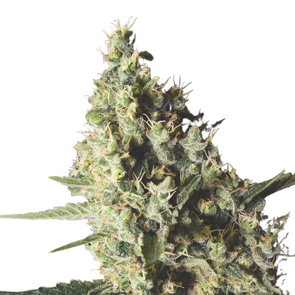 Northern Light